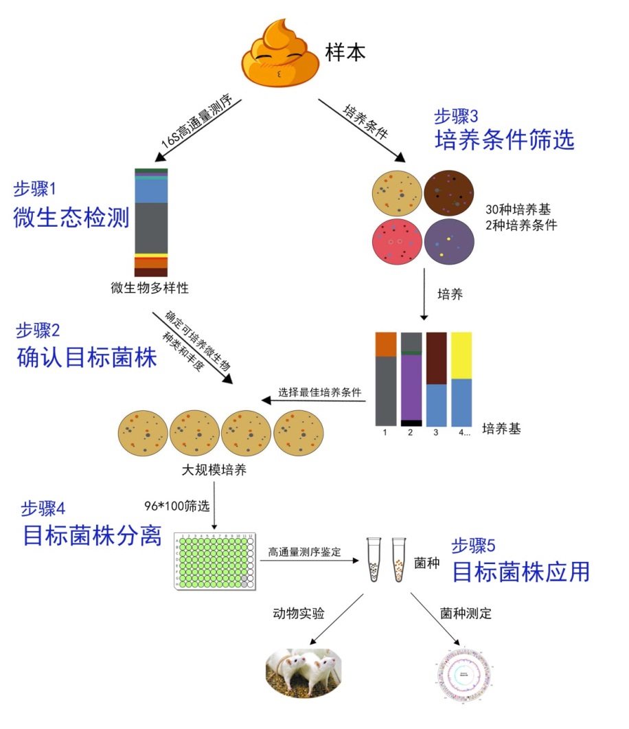 菌株分离筛选过程