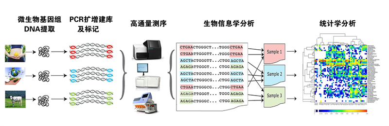 真菌多样性分析流程