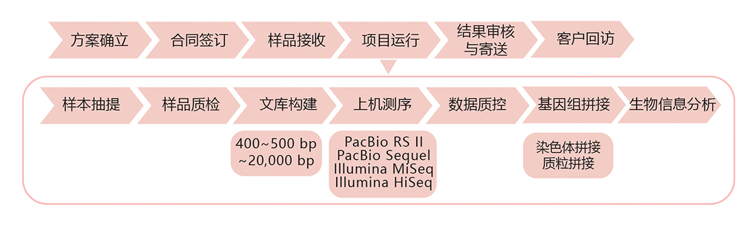 细菌基因组de novo测序技术路线.jpg