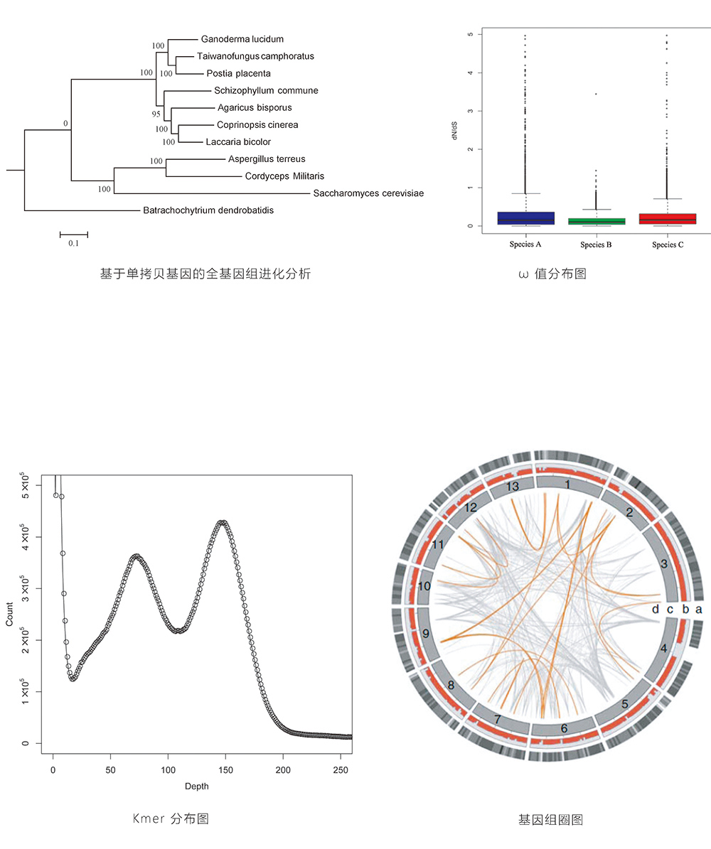 真菌基因组de novo测序结果展示.jpg