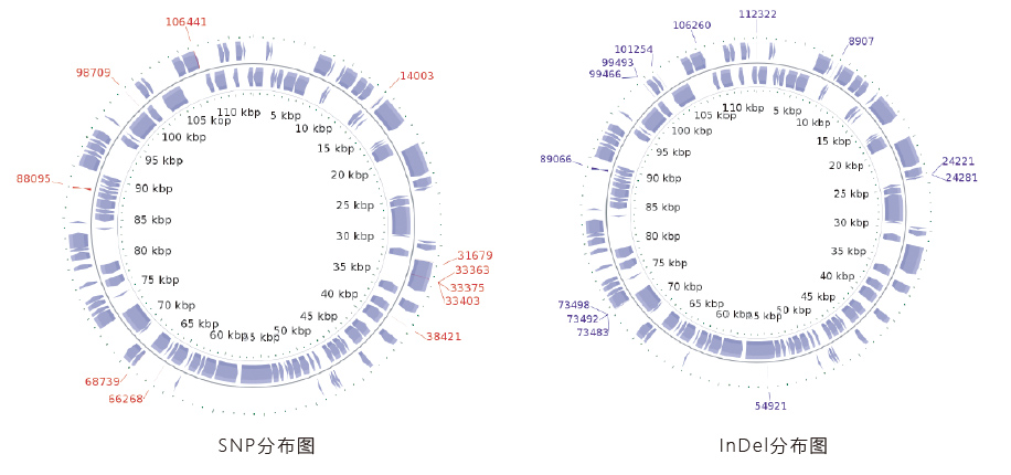 病毒基因组测序结果展示.jpg