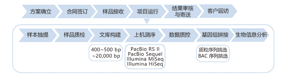 质粒&BAC克隆子基因组测序技术路线.jpg