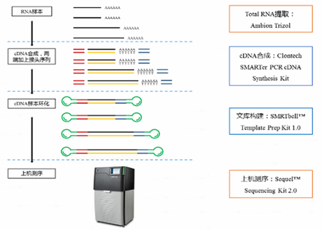 全长转录组测序原理2.png